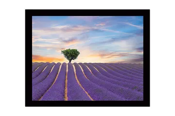 Inramad Canvastavla i trä - 41x56 cm - Lavendelfält med en ensam trädkrona i horisonten - Lila / Grön / Beige - Inredning - Tavlor & posters - Canvastavla