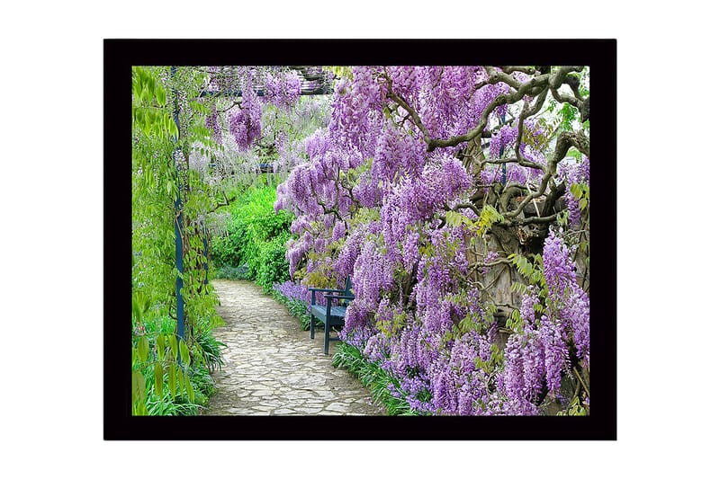 Inramad Canvastavla i trä - 41x56 cm - Lummig gång med blommande wisteria i lila nyanser, Lila / Grön