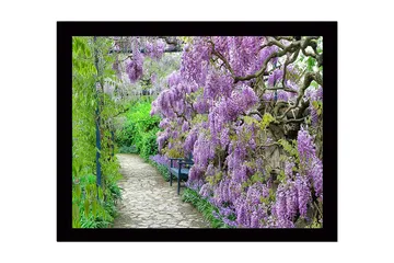 Inramad Canvastavla i trä - 41x56 cm - Lummig gång med blommande wisteria i lila nyanser - Lila / Grön - Inredning - Tavlor & posters - Canvastavla
