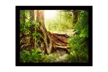 Inramad Canvastavla i trä - 41x56 cm - Lummig skog med en stor trädrot och solstrålar som sipprar genom lövverket - Grön / Brun / Gul - Inredning - Tavlor & posters - Canvastavla