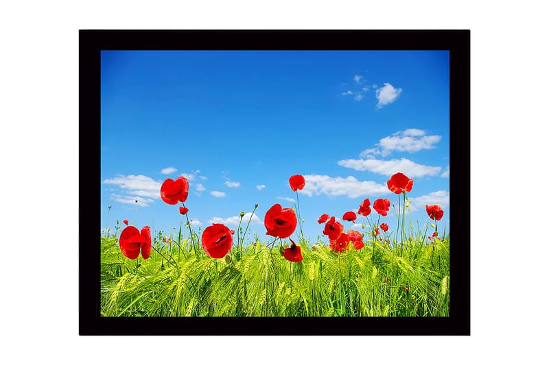 Inramad Canvastavla i trä - 41x56 cm - Röd vallmo i en grön äng under en klarblå himmel, Röd / Grön / Blå
