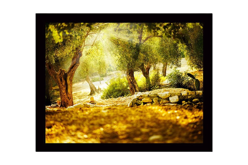 Inramad Canvastavla i trä - 41x56 cm - Solbelyst skog med olivträd, Grön / Guld / Brun