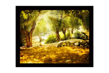 Inramad Canvastavla i trä - 41x56 cm - Solbelyst skog med olivträd - Grön / Guld / Brun - Inredning - Tavlor & posters - Canvastavla
