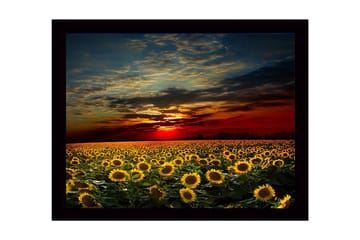Inramad Canvastavla i trä - 41x56 cm - Solrosfält under en färgsprakande solnedgång - Gult / Orange / Blått - Inredning - Tavlor & posters - Canvastavla