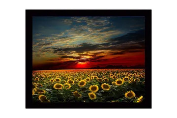 Inramad Canvastavla i trä - 41x56 cm - Solrosfält under en färgsprakande solnedgång - Gult / Orange / Blått - Inredning - Tavlor & posters - Canvastavla