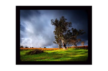 Inramad Canvastavla i trä - 41x56 cm - Ståtlig ek i en dramatisk landskapsmiljö - Mörkgrön / Grå / Orange - Inredning - Tavlor & posters - Canvastavla
