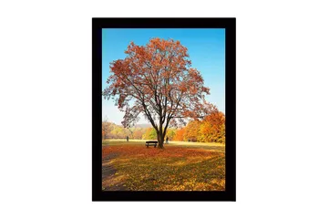 Inramad Canvastavla i trä - 41x56 cm - Ståtlig höstträd med färgglada löv - Orange / Gult / Brunt - Inredning - Tavlor & posters - Canvastavla