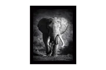 Inramad Canvastavla i trä - 41x56 cm - Storslagen elefant i majestätisk pose - Svart / Grå - Inredning - Tavlor & posters - Canvastavla