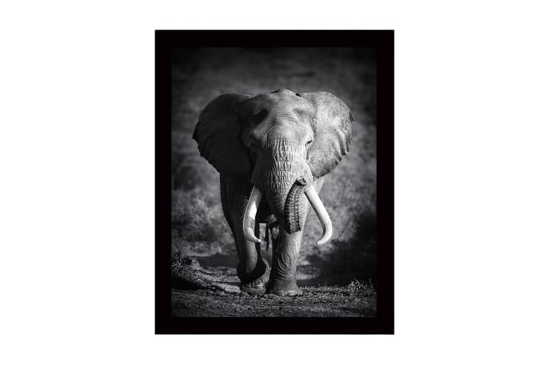 Inramad Canvastavla i trä - 41x56 cm - Storslagen elefant i majestätisk pose - Svart / Grå - Inredning - Tavlor & posters - Canvastavla