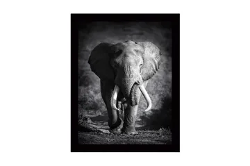Inramad Canvastavla i trä - 41x56 cm - Storslagen elefant i majestätisk pose - Svart / Grå - Inredning - Tavlor & posters - Canvastavla