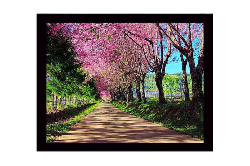 Inramad Canvastavla i trä - 41x56 cm - Vacker allé med blommande körsbärsträd i rosa nyanser, Rosa / Grön / Brun