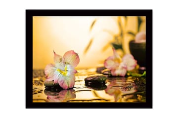 Inramad Canvastavla i trä - 41x56 cm - Vacker blomma med droppar av vatten på stenar - Rosa / Grön / Gul - Inredning - Tavlor & posters - Canvastavla