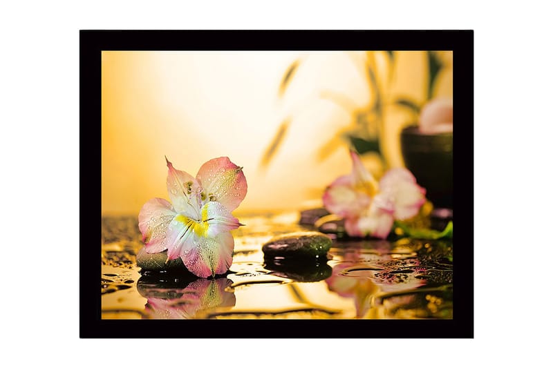 Inramad Canvastavla i trä - 41x56 cm - Vacker blomma med droppar av vatten på stenar - Rosa / Grön / Gul - Inredning - Tavlor & posters - Canvastavla
