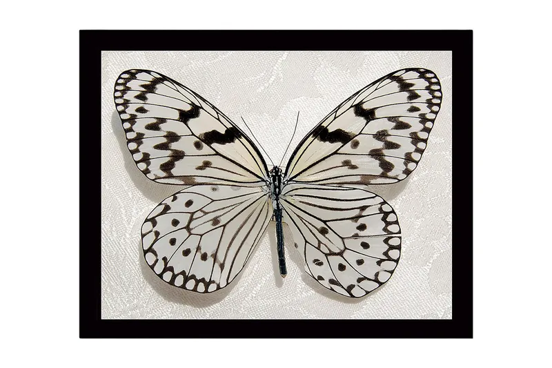 Inramad Canvastavla i trä - 41x56 cm - Vacker fjäril med detaljerade mönster i svart och vitt, Vit / Svart