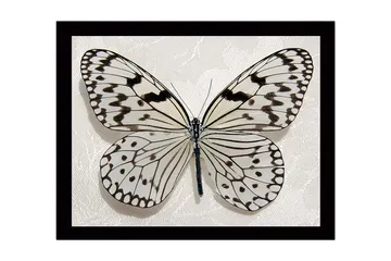 Inramad Canvastavla i trä - 41x56 cm - Vacker fjäril med detaljerade mönster i svart och vitt - Vit / Svart - Inredning - Tavlor & posters - Canvastavla