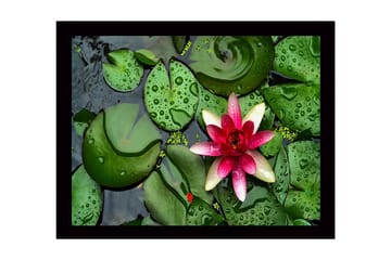 Inramad Canvastavla i trä - 41x56 cm - Vacker näckros som flyter på en stilla vattenyta omgiven av gröna liljabladen - Grön / Rosa - Inredning - Tavlor & posters - Canvastavla
