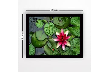 Inramad Canvastavla i trä - 41x56 cm - Vacker näckros som flyter på en stilla vattenyta omgiven av gröna liljabladen - Grön / Rosa - Inredning - Tavlor & posters - Canvastavla