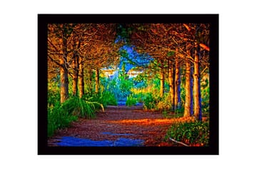 Inramad Canvastavla i trä - 41x56 cm - Vacker skogsstig omgiven av träd i gyllene och gröna nyanser - Guld / Grön / Brun - Inredning - Tavlor & posters - Canvastavla