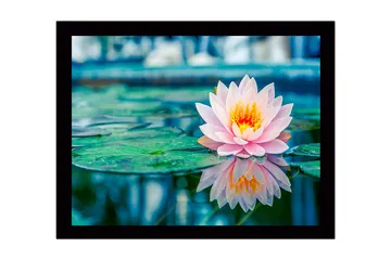 Inramad Canvastavla i trä - 41x56 cm - Vacker vattenlilja som flyter på en spegelblanka yta - Rosa / Grön / Gul - Inredning - Tavlor & posters - Canvastavla