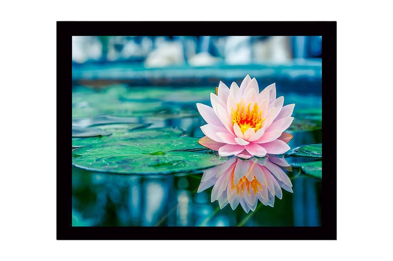 Inramad Canvastavla i trä - 41x56 cm - Vacker vattenlilja som flyter på en spegelblanka yta, Rosa / Grön / Gul