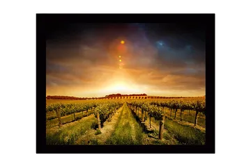 Inramad Canvastavla i trä - 41x56 cm - Vacker vinodling under en gyllene solnedgång - Guld / Grön / Brun - Inredning - Tavlor & posters - Canvastavla