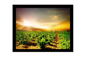 Inramad Canvastavla i trä - 41x56 cm - Vacker vinodling under en soluppgång - Grön / Gul / Orange - Inredning - Tavlor & posters - Canvastavla