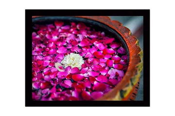 Inramad Canvastavla i trä - 41x56 cm - Vit blomma omgiven av rosa rosenblad i en skål - Rosa / Vit - Inredning - Tavlor & posters - Canvastavla