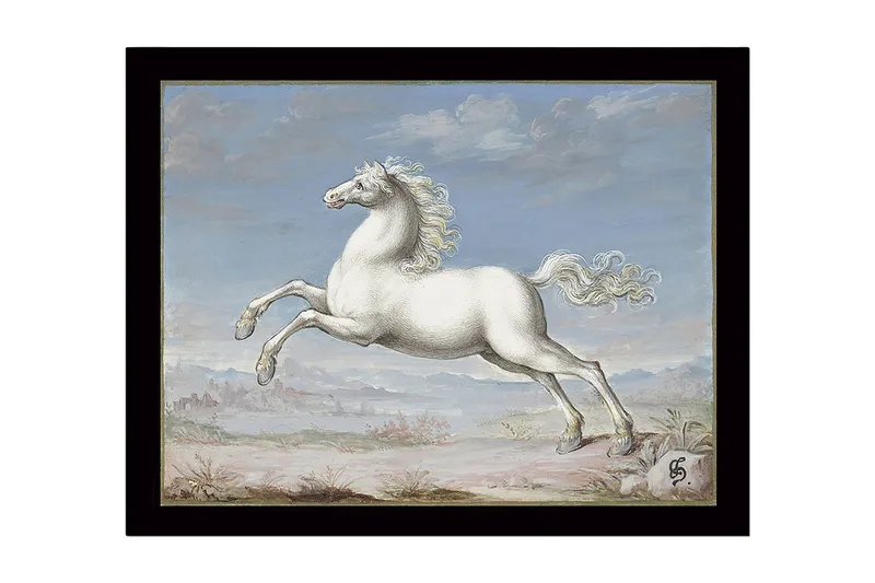 Inramad Canvastavla i trä - 41x56 cm - Vit häst i språng mot en blå himmel - Vit / Blå / Beige - Inredning - Tavlor & posters - Canvastavla