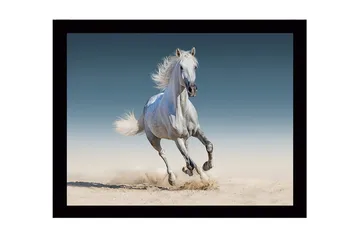Inramad Canvastavla i trä - 41x56 cm - Vit häst som galopperar genom sanden - Vit / Beige / Blå - Inredning - Tavlor & posters - Canvastavla