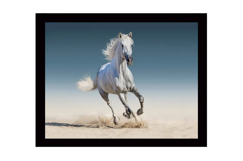 Inramad Canvastavla i trä - 41x56 cm - Vit häst som galopperar genom sanden - Vit / Beige / Blå - Inredning - Tavlor & posters - Canvastavla