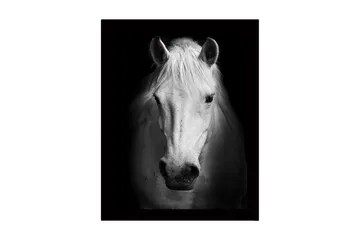 Inramad Canvastavla i trä - 41x56 cm - Porträtt av en vit häst med starka kontraster - Vit / Svart - Inredning - Tavlor & posters - Canvastavla