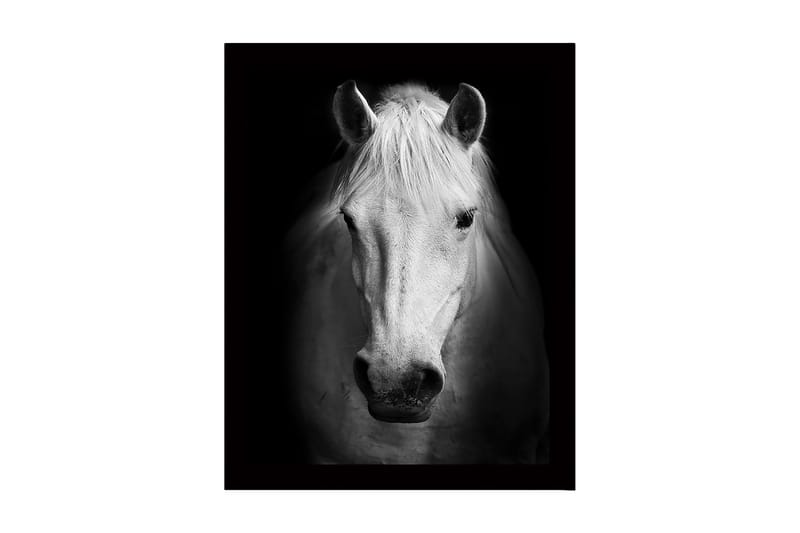 Inramad Canvastavla i trä - 41x56 cm - Porträtt av en vit häst med starka kontraster, Vit / Svart