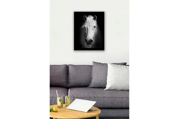Inramad Canvastavla i trä - 41x56 cm - Porträtt av en vit häst med starka kontraster - Vit / Svart - Inredning - Tavlor & posters - Canvastavla