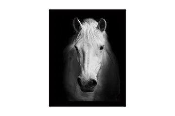 Inramad Canvastavla i trä - 41x56 cm - Porträtt av en vit häst med starka kontraster - Vit / Svart - Inredning - Tavlor & posters - Canvastavla