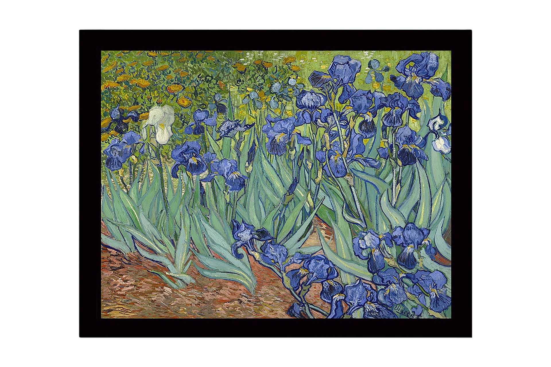 Inramad Canvastavla i trä - 41x56 cm - Färgrik samling av irisblommor - Blå / Grön / Brun
