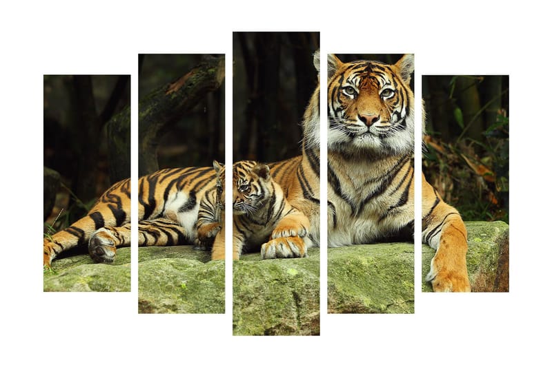 Stor Canvastavla i 5 delar 105x70 cm - Stolt tiger med unge som vilar på en sten - Orange / Svart / Beige - Inredning - Tavlor & posters - Canvastavla