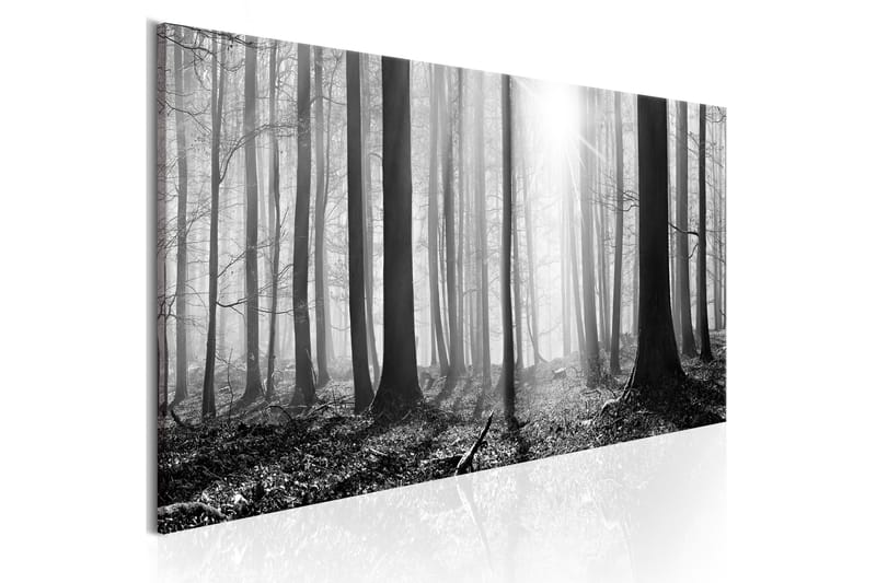 Tavla Black and White Forest 120x40 - Artgeist sp. z o. o. - Canvastavla