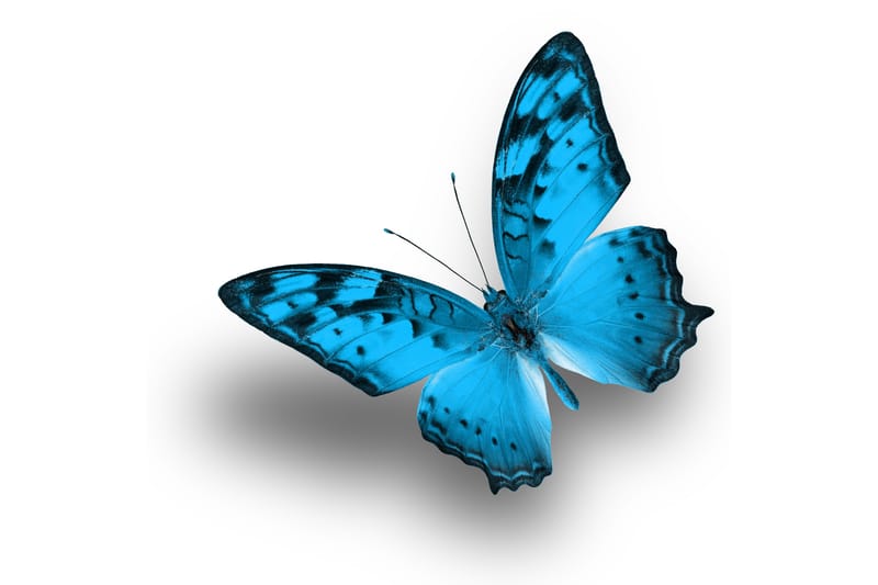 Tavla Blue Butterfly 30X30 Vit|Blå - 30x30 cm - Canvastavla