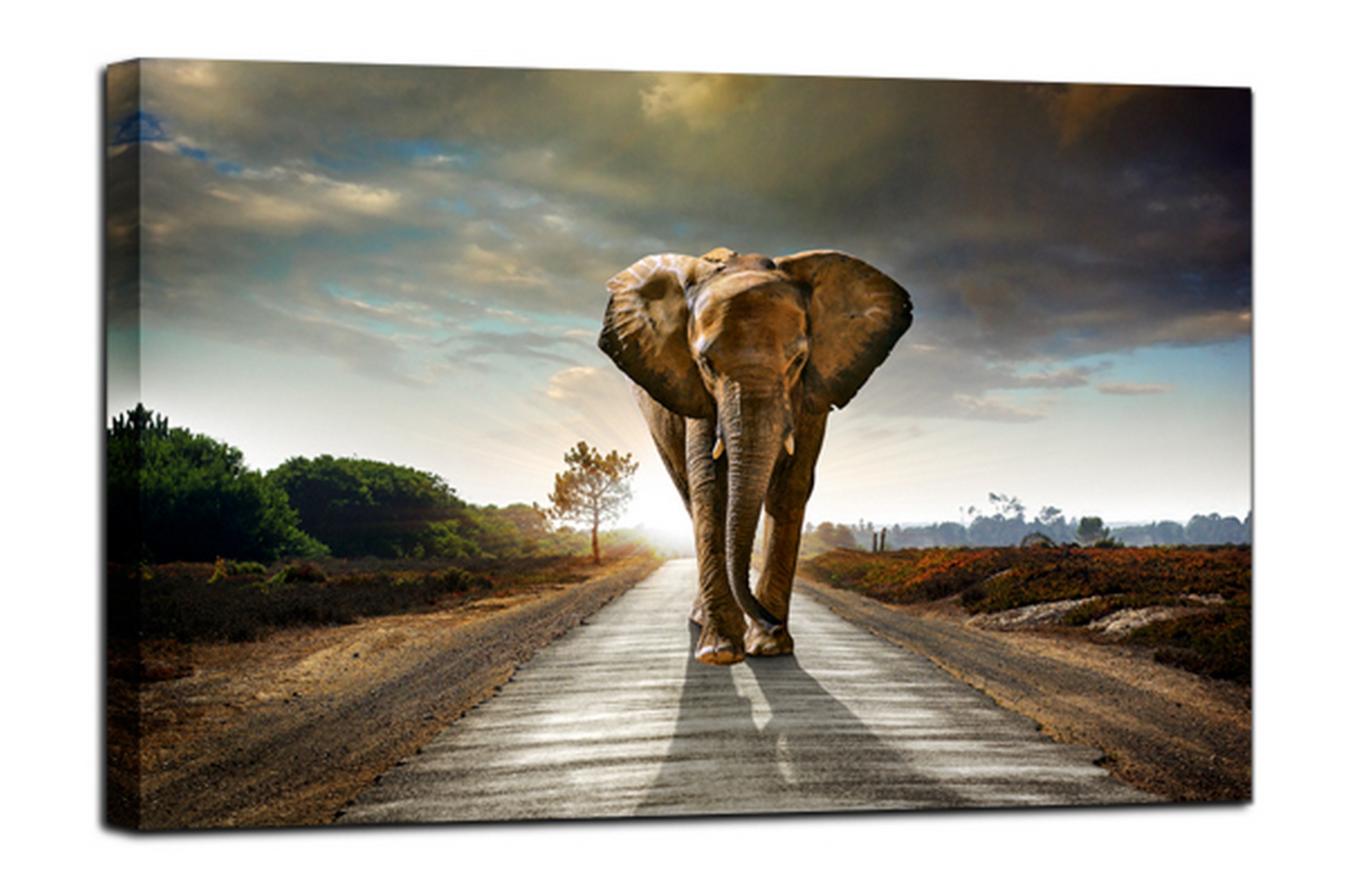 Tavla Canvas Elephant Flerfärgad 100X75 75x100