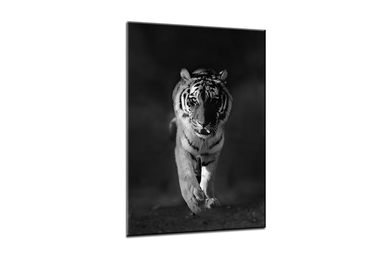 Tavla Canvas Tiger - 50x70 cm - Canvastavla