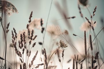 Tavla Dandelion Brun|Beige|Blå 120X80 - 80x120 cm - Inredning - Tavlor & posters - Canvastavla