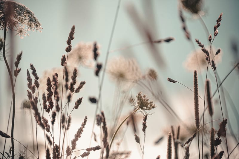 Tavla Dandelion Brun|Beige|Blå 120X80 - 80x120 cm - Inredning - Tavlor & posters - Canvastavla