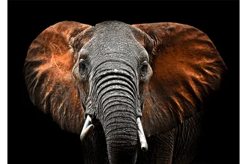 Tavla Elephant Flerfärgad 120X80 - 80x120 cm - Inredning - Tavlor & posters - Canvastavla