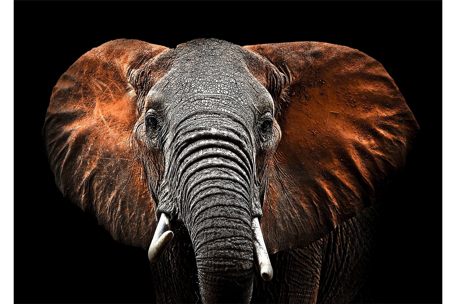 Tavla Elephant Flerfärgad 120X80 - 80x120 cm