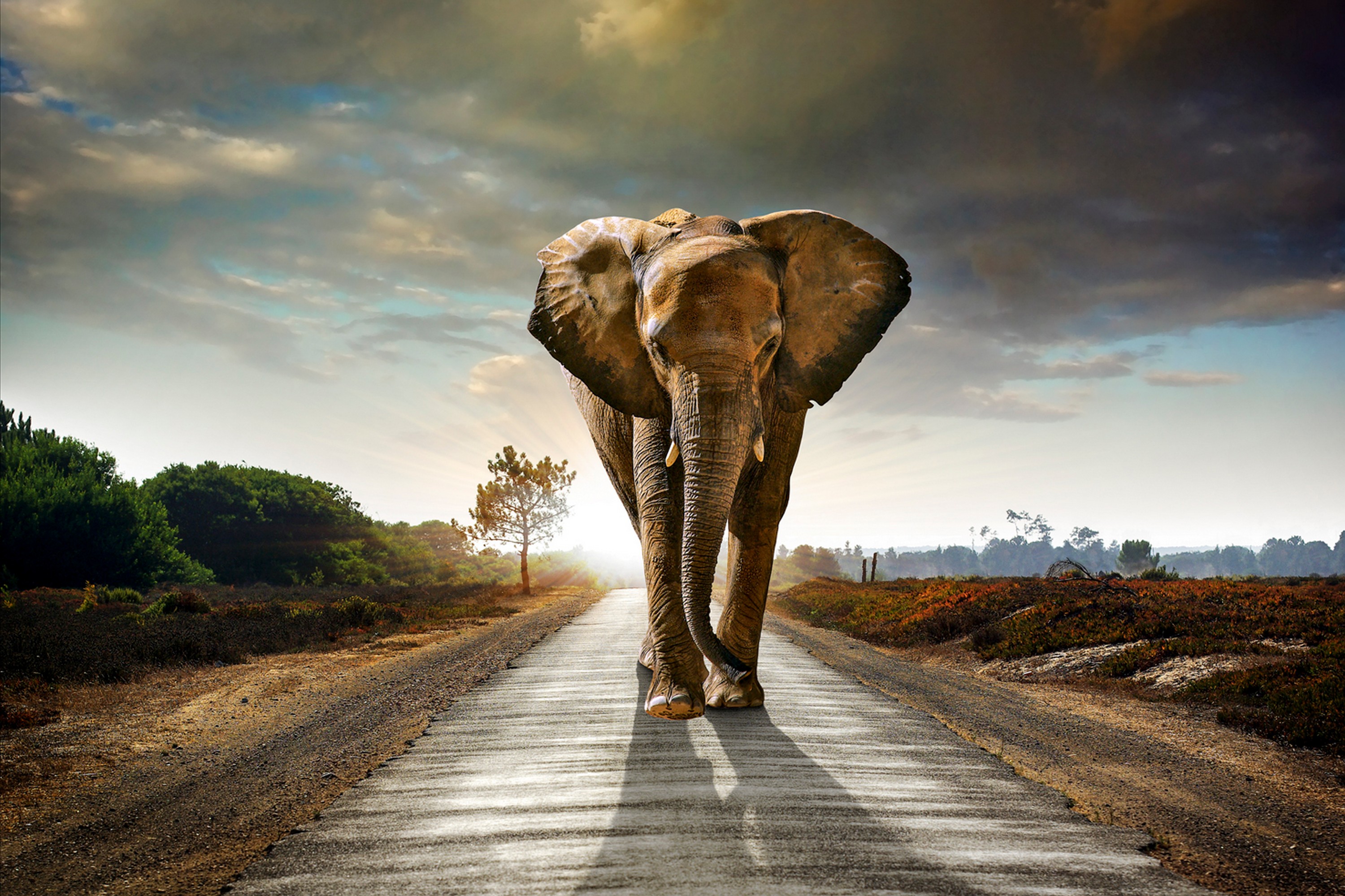 Tavla Elephant Flerfärgad 120X80 80x120 cm