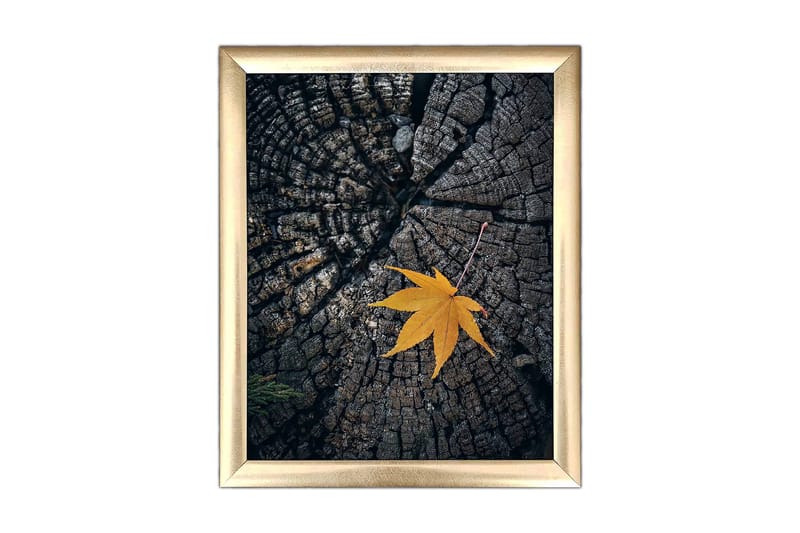 Tavla Floral med Ram Flerfärgad, 23,5x28,5 cm