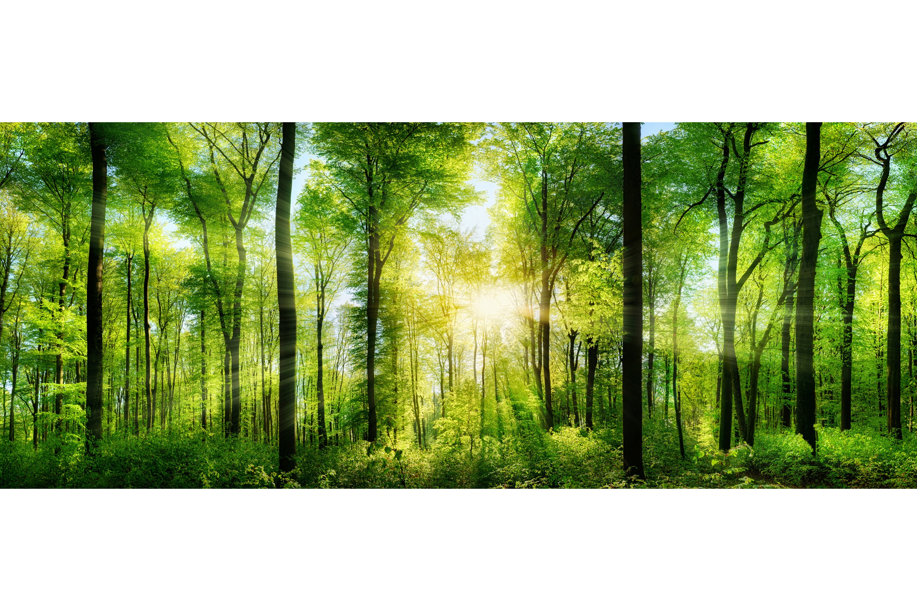 Tavla Forest 125X50 Flerfärgad 50x125 cm
