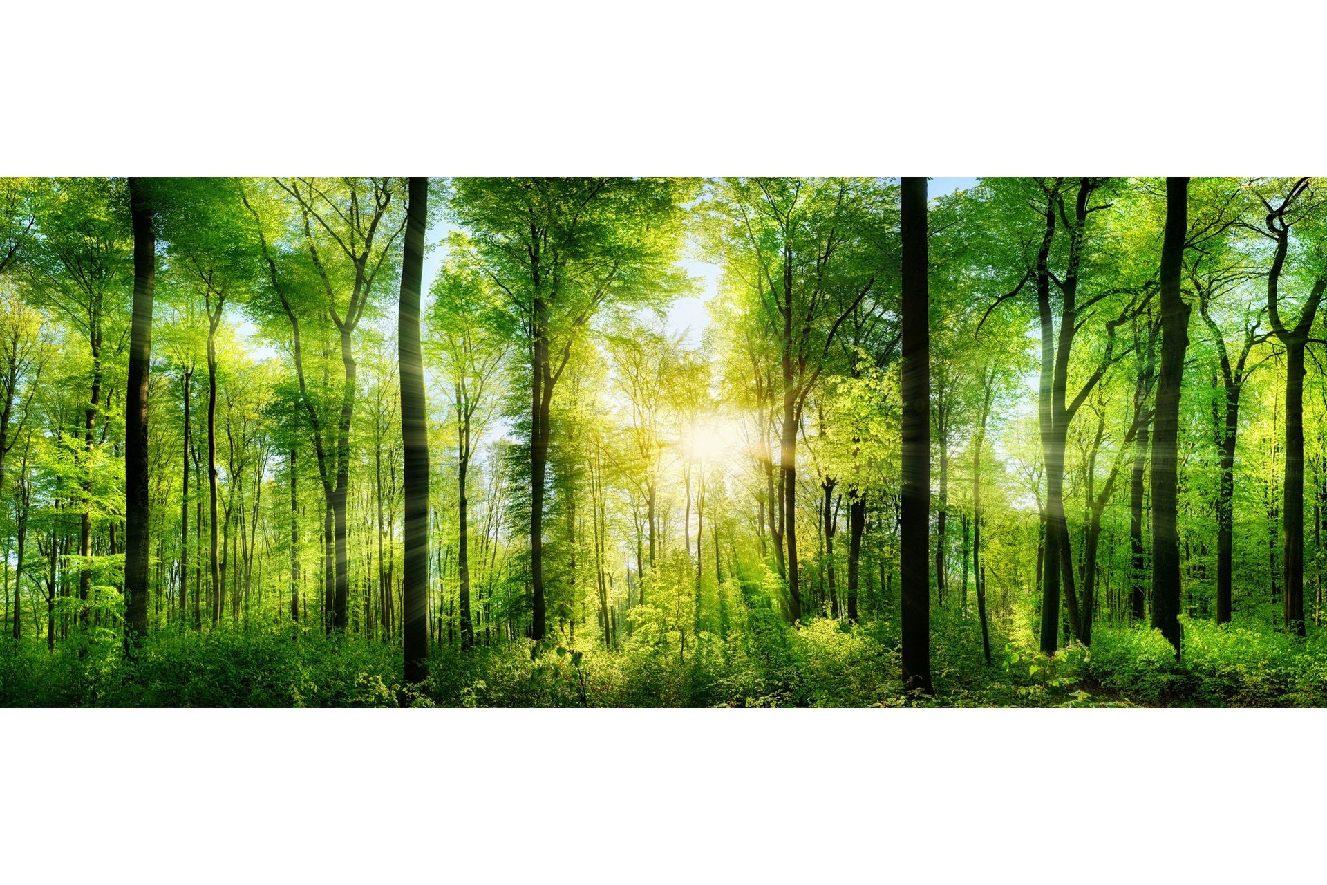 Tavla Forest - 50x125 cm