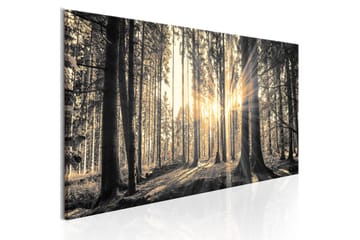 Tavla Forest Sun 150x50