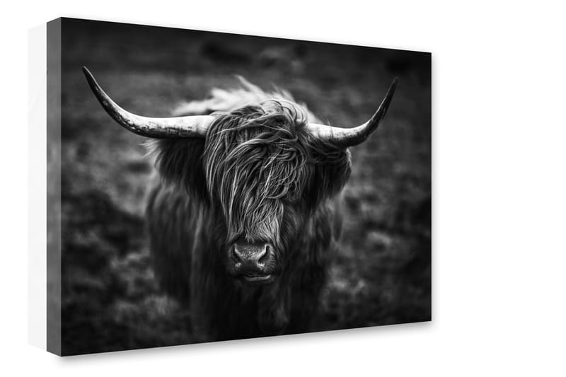 Tavla Highland Horns - 75x100 - Canvastavla